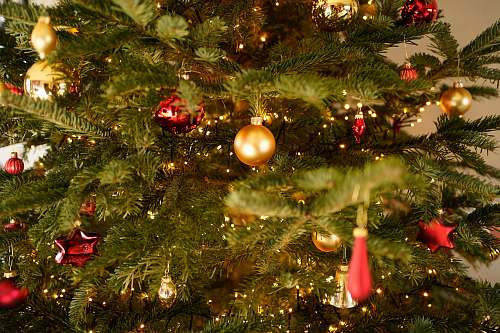 ornament green pine tree with decorations plant